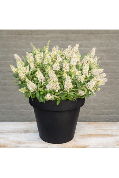 Buddleja dav Літл Вайт цвітіння